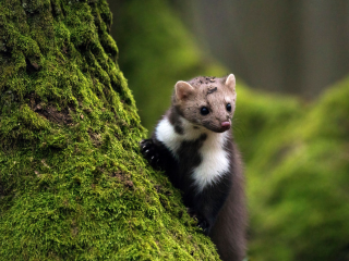 Undg mr i motorrummet