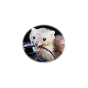 Skadedyrsbekæmpelse